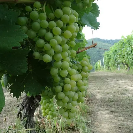 Corte Di Langa Rocchetta Belbo